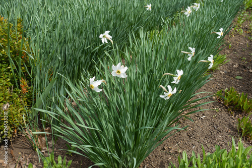 Row of white narcissuses in bloom in April