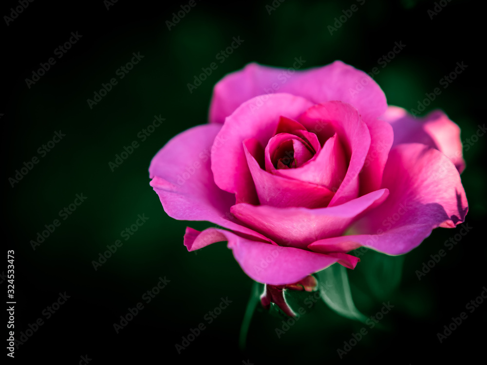 Fototapeta premium バラ rose 7