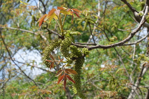 Thin branch of walnut tree with young leaves and catkins in April