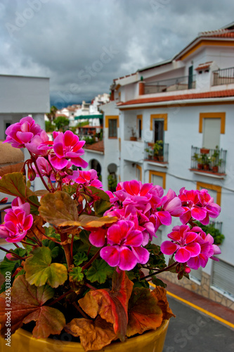 Pink flowers in Competa  village  Nerja  Malaga  La Axarquia  Costa del Sol  Spain