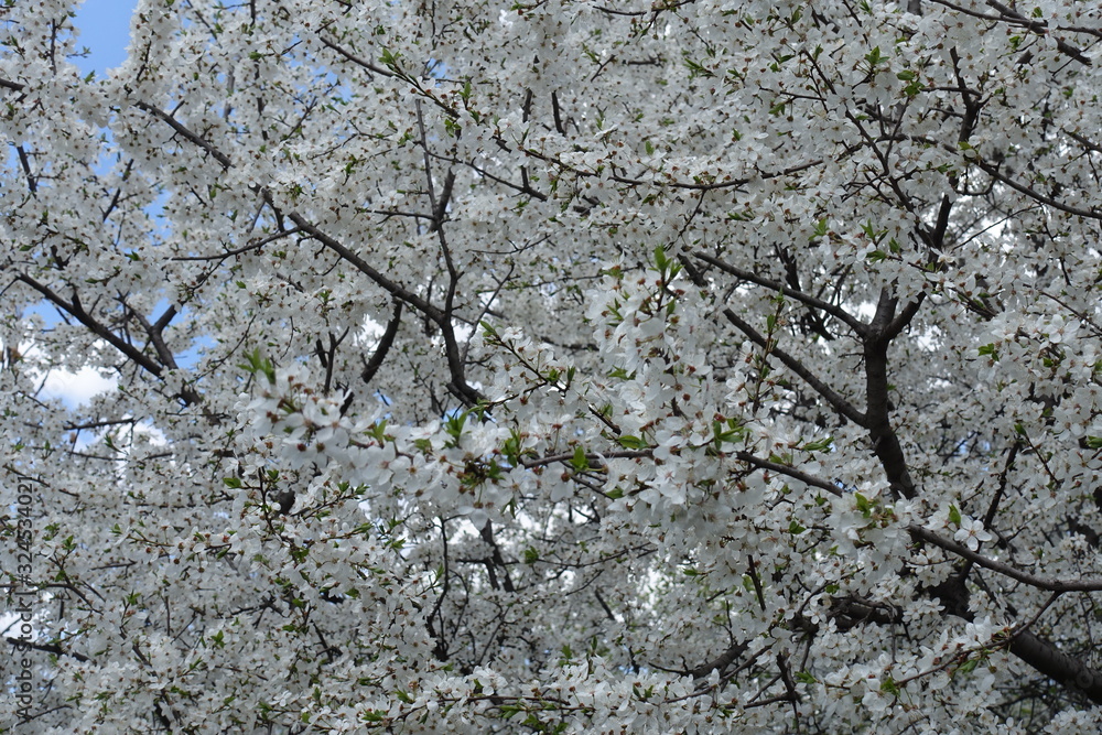 Background - white flowers of plum tree in April Background - white flowers of plum tree in April