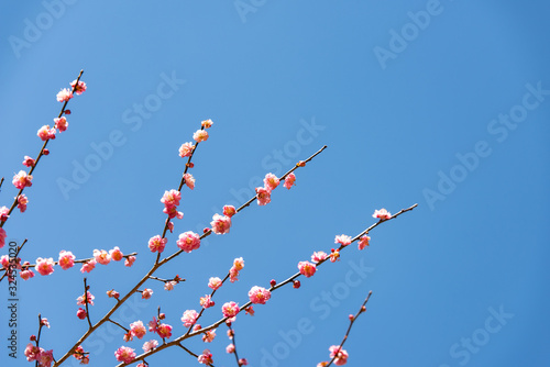 青空と梅の花