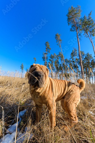 dog Shar Pei in the forest in the spring looks at the camera . red dog close-up