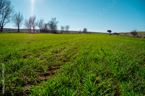 walking in the fresh grass fields of teruel