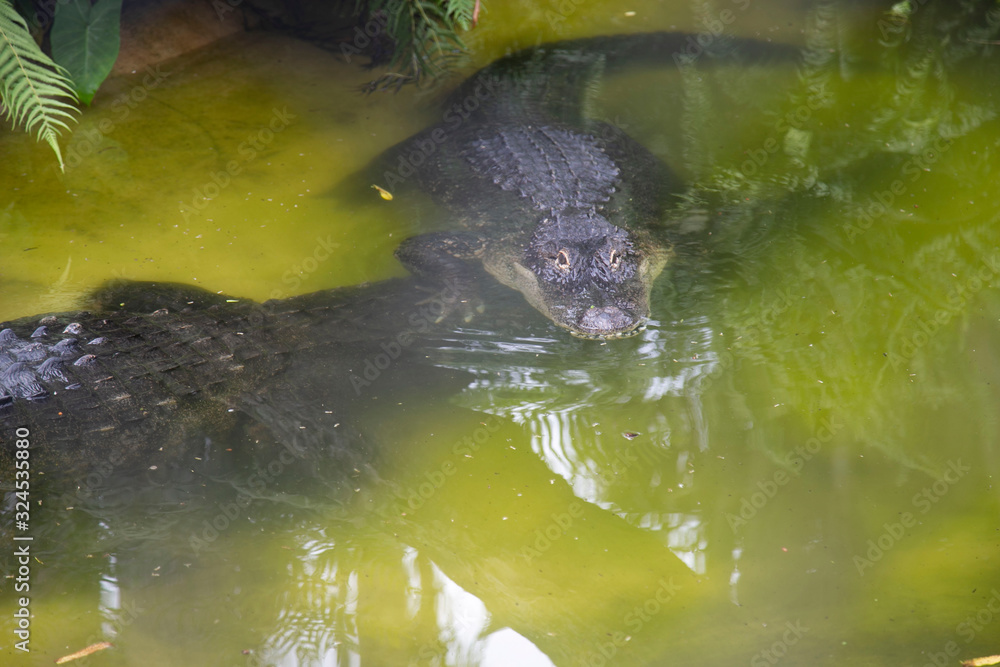 Obraz premium alligator