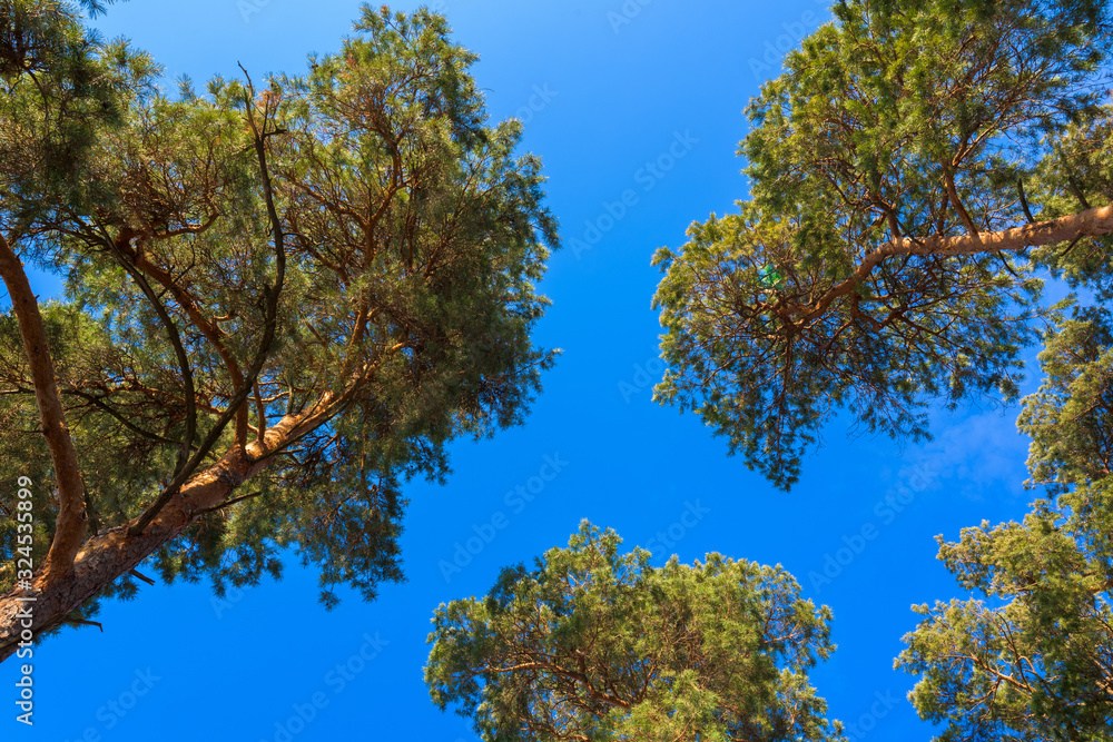 panorama of a pine forest against a blue sky. wild life in nature. the tops of the trees looking up. photo for banner, place for text panorama of a pine forest against a blue sky. wild life in nature. the tops of the trees looking up. photo for banner, place for text