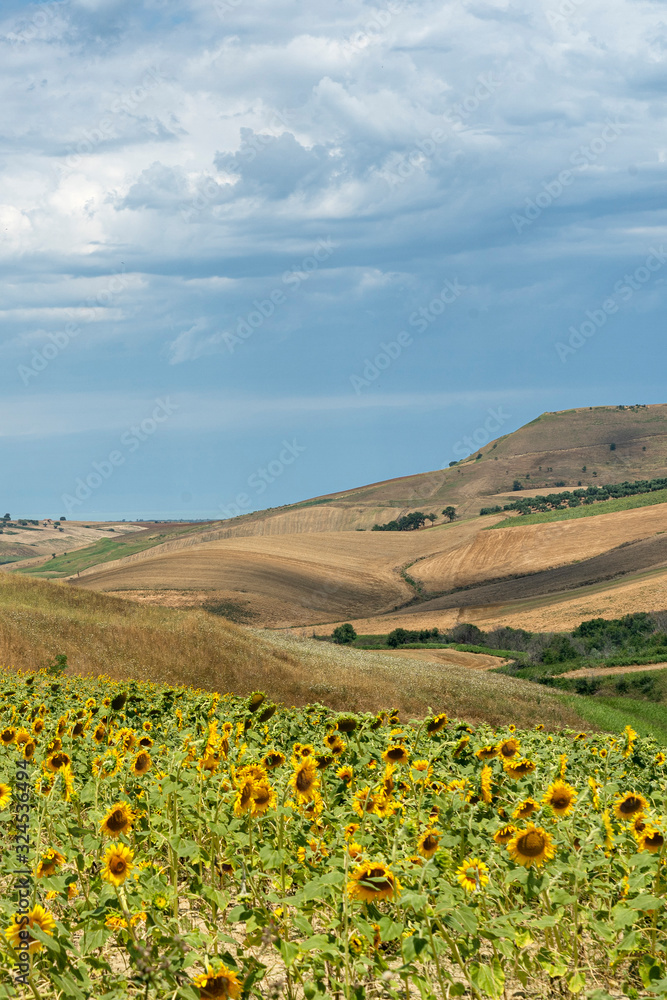 Rural landscape near Serracapriola, Apulia, Italy