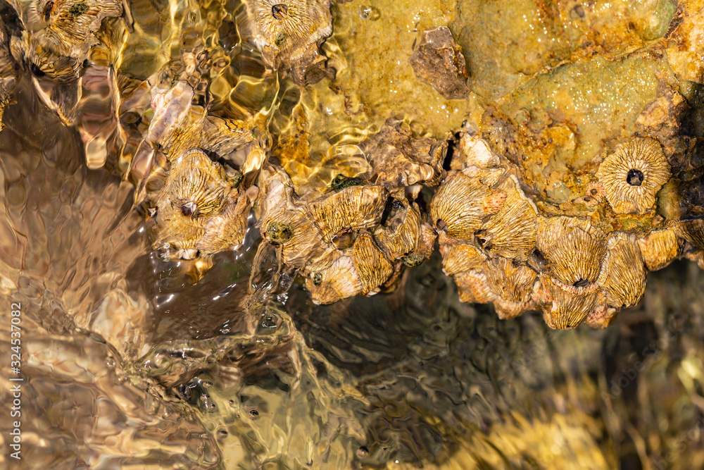 Balanus (Balanomorpha) is a genus of barnacles in the family Balanidae of the subphylum Crustacea. Balanus (Balanomorpha) is a genus of barnacles in the family Balanidae of the subphylum Crustacea.