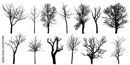 Set of autumn bare trees, silhouettes. Vector illustration. photo