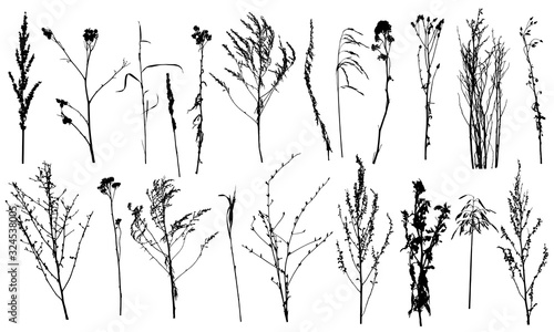 Collection of wild plants and weeds, silhouettes. Vector illustration.