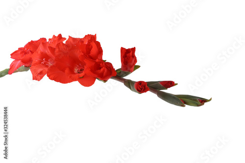 Red gladiolus isolated on white