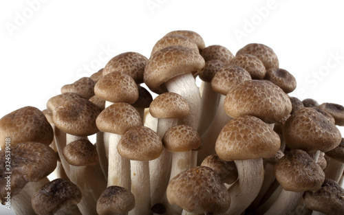 Little asian mushrooms