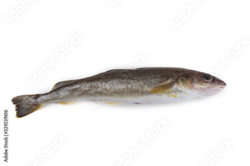 Saffron cod cod isolated on white
