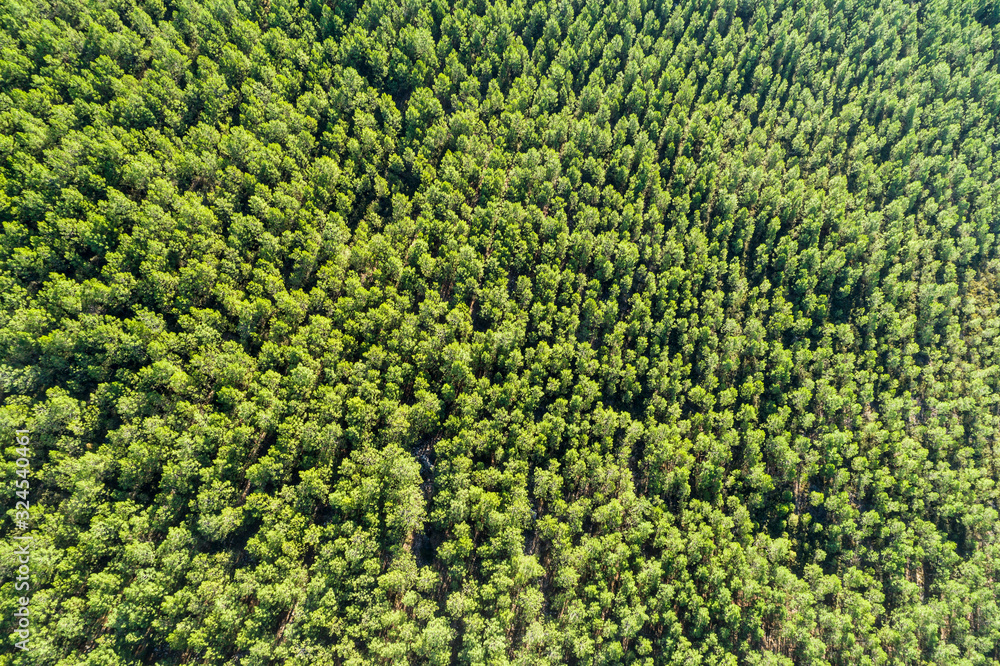 Aerial landscape of pine forest Aerial landscape of pine forest