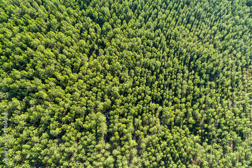 Aerial landscape of pine forest