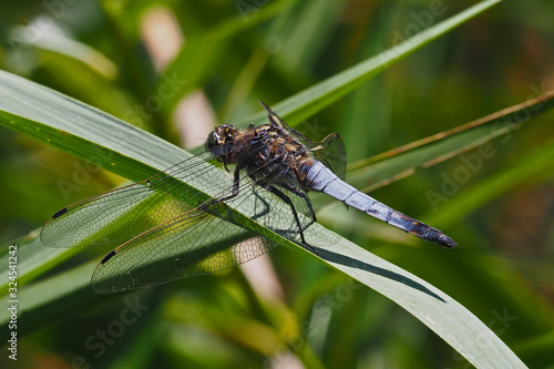 Blaue Libelle - grosser Blaupfeil photo