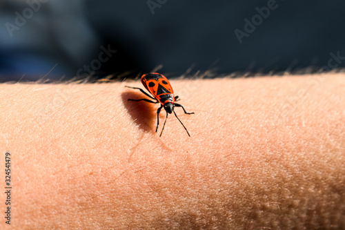 close-up of a firebug isolated on hand with goosebumps