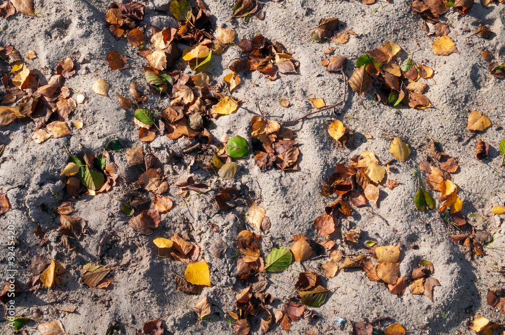 Sandy beach covered with autumn leaves