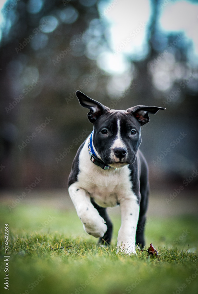 American staffordshire terrier puppy posing outside. American staffordshire terrier puppy posing outside.