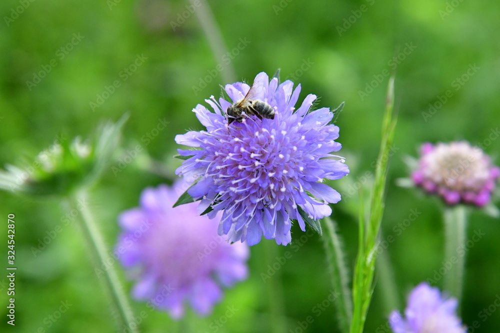 Erschöpfte Biene auf Witwenblume, blaulila bis blauviolett, grüner Hintergrund, auf Wiesen, Weges-/und Waldrand zu finden, beliebt bei Insekten, wie Bienen, Käfer, Hummel, Schmetterlinge Erschöpfte Biene auf Witwenblume, blaulila bis blauviolett, grüner Hintergrund, auf Wiesen, Weges-/und Waldrand zu finden, beliebt bei Insekten, wie Bienen, Käfer, Hummel, Schmetterlinge