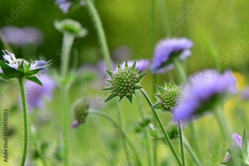 Wiesen-Witwenblume Knospe  blaulila bis blauviolett  gr  ne Wiese Hintergrund  auf Wiesen  Weges- und Waldrand zu finden  beliebt bei Insekten  wie Bienen  K  fer  Hummel  Schmetterlinge