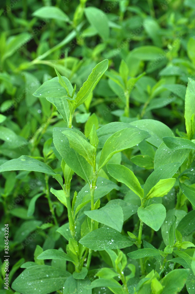In the spring the grass is green doorweed (Polygonum aviculare) In the spring the grass is green doorweed (Polygonum aviculare)