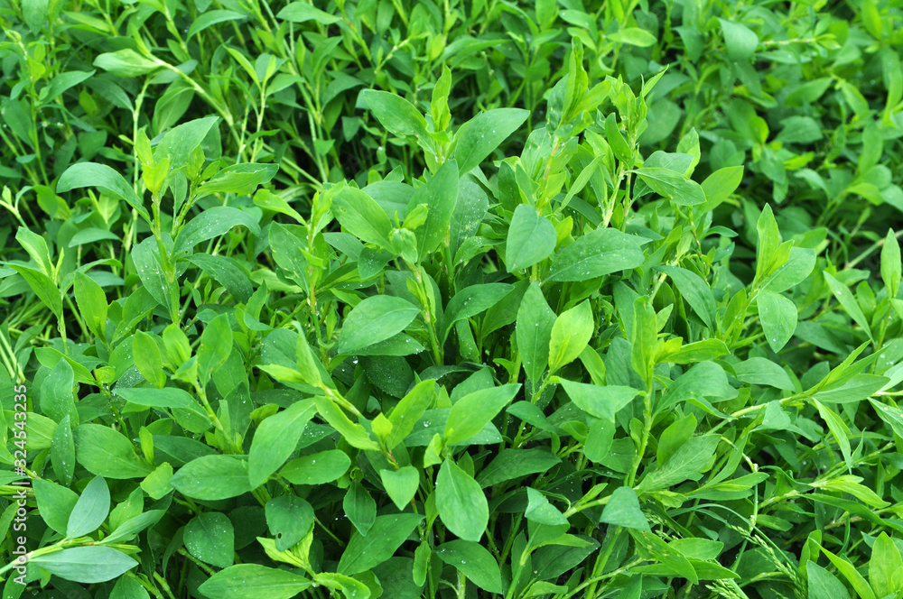 In the spring the grass is green doorweed (Polygonum aviculare) In the spring the grass is green doorweed (Polygonum aviculare)