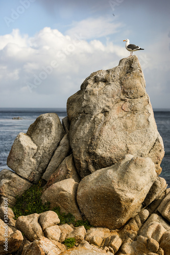 Seagull on top of large rock in the ocean