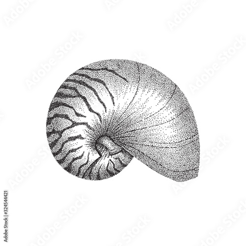 Nautilus shell hand drawing in dotwork style. Vector illustration