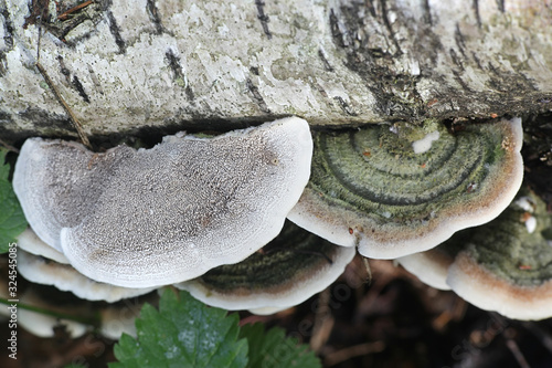Cerrena unicolor, commonly known as the mossy maze polypore or canker rot fungus, wild bracket fungus from Finland