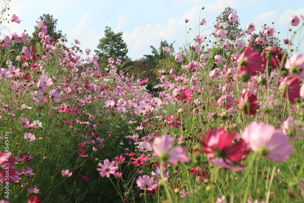 Beautiful cosmos flowers in the garden Beautiful cosmos flowers in the garden
