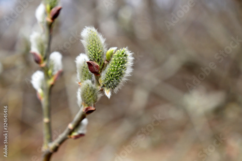 Pussy willow flowers on the branch, blooming verba in spring forest. Palm Sunday symbol, catkins for Easter background