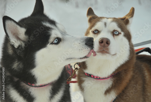 close-up of a husky licking another dog s tongue
