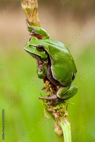 European tree frog, Hyla arborea, perched in a reed on a uniform green background.