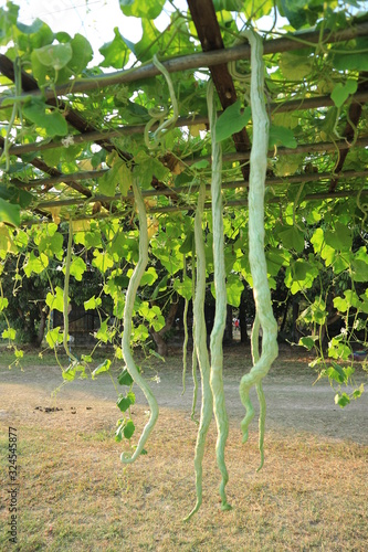 Beautiful organic snake gourd in the garden.