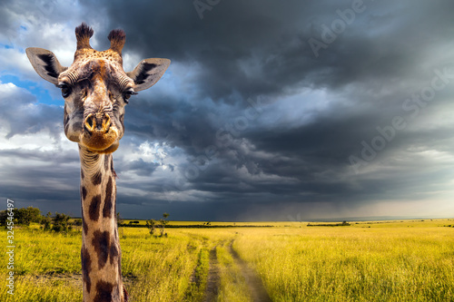 Portrait of an amusing giraffe photo