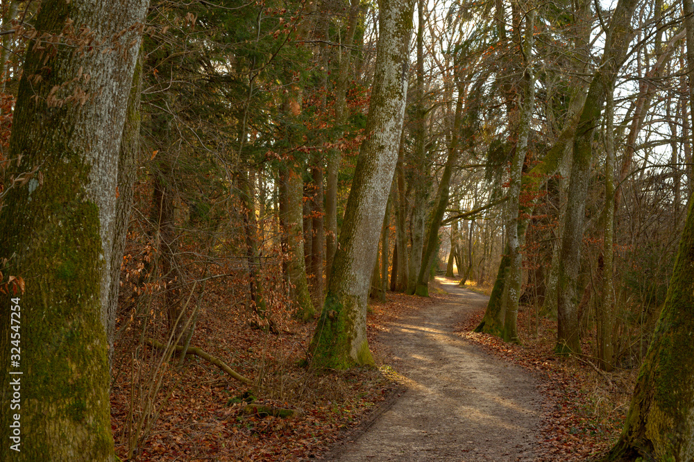 Naklejka premium Geheimnisvoller Pfad im Wald