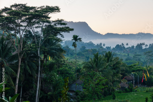 rural landscape with trees in bali