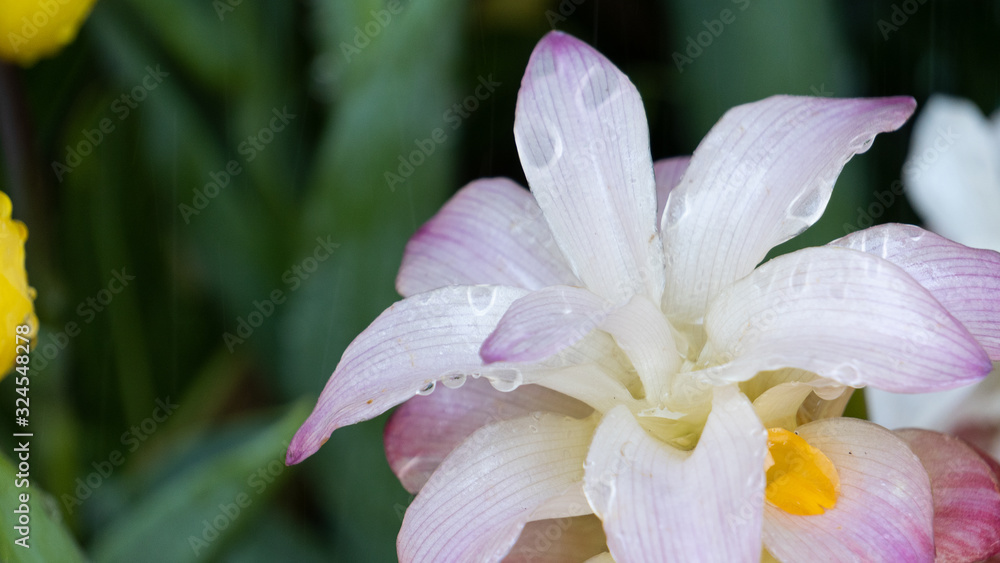 Fototapeta premium Beautiful pink flower blurred green background