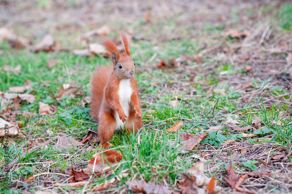 Red squirrel or Eurasian red squirrel (Sciurus vulgaris) Red squirrel or Eurasian red squirrel (Sciurus vulgaris)