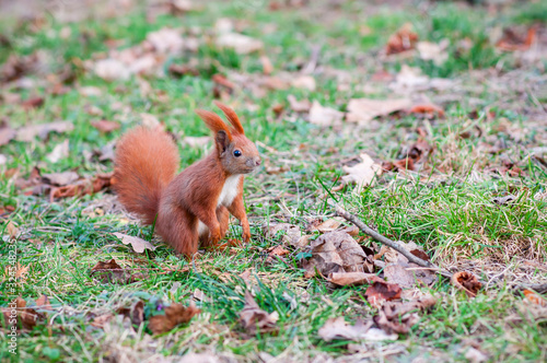 Red squirrel or Eurasian red squirrel (Sciurus vulgaris)