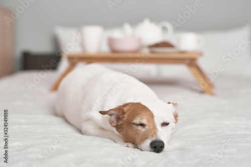 Jack Russell Terrier dog on bed in interior of grey. Hotel concept for animals. Vetclinic. Animal Calendar Template. Greeting card with dog. Animal shelter. Gift for children, man’s best friend