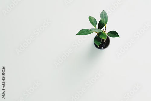 Top view of a minimal cute green plant in a small pot lay flat on white and soft green clean table top with copy space. For background, presentation, decoration, creativity, pattern theme.