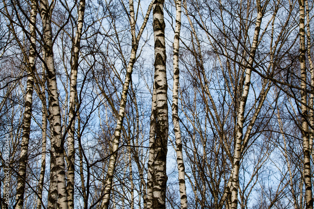 Fototapeta premium Spring forest with white birch trees against the blue sky