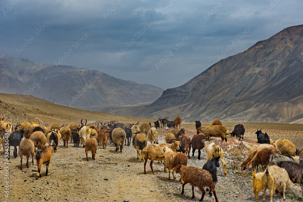 Tajikistan. Flocks of tired sheep are returning home along the stony Pamir road. Tajikistan. Flocks of tired sheep are returning home along the stony Pamir road.