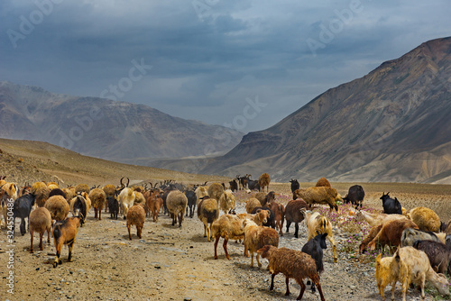 Tajikistan. Flocks of tired sheep are returning home along the stony Pamir road. © Александр Катаржин