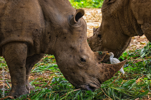 Close up photo of an endangered rhino © Vitaliy