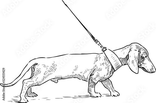 Outline drawing of a walking dachshund on a leash