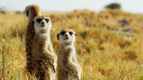 Photographie A beautiful meerkat is watching arround wildlife