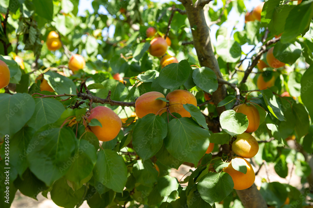 Ripe apricots on trees